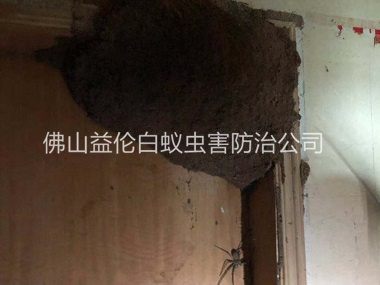 黃岐上門(mén)滅治白蟻巢
